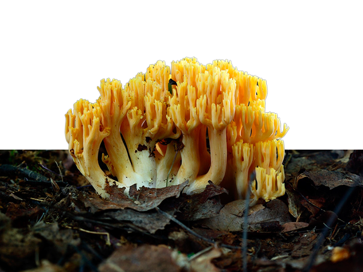 Changle, hongo del bosque